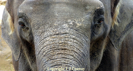 Close up photo of an elephant 
