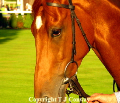 Chestnut horse photograph , portrait of a horse