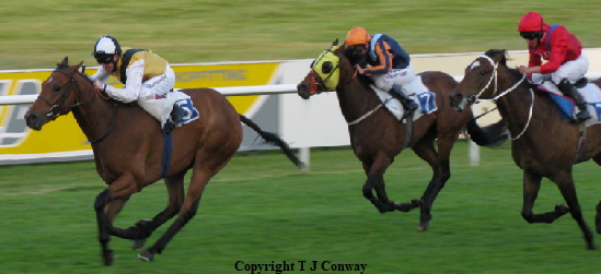 Horse art. Race horses photographed by T J Conway