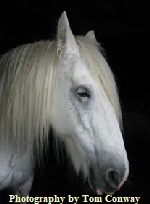 portrait of a white horse photograph